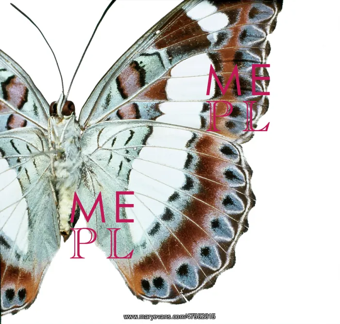 : Moduza nuydai, butterfly : Moduza nuydai, butterfly