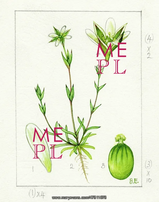 : Moenchia erecta - upright chickweed : Moenchia erecta - upright chickweed