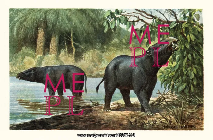 : Moeritherium, extinct genus of proboscidean of the Eocene : Moeritherium, extinct genus of proboscidean of the Eocene