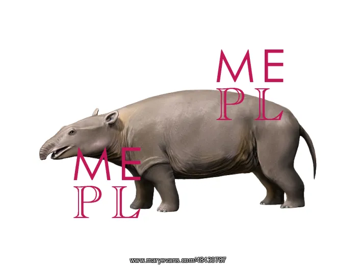 : Moeritherium is a proboscidian from the Eocene epoch : Moeritherium is a proboscidian from the Eocene epoch