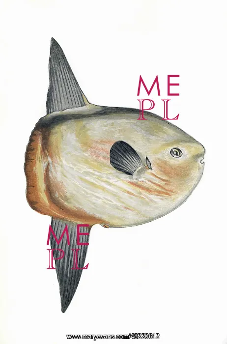 : Mola mola, or Sunfish : Mola mola, or Sunfish