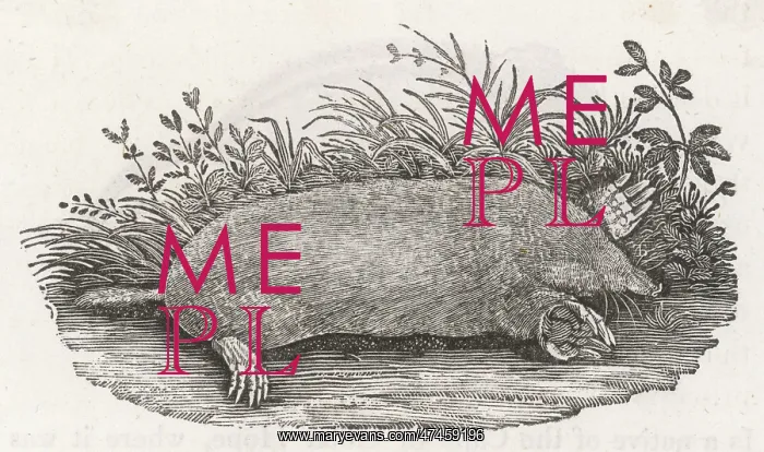  : THE MOLE. The European mole, Talpa Europea
