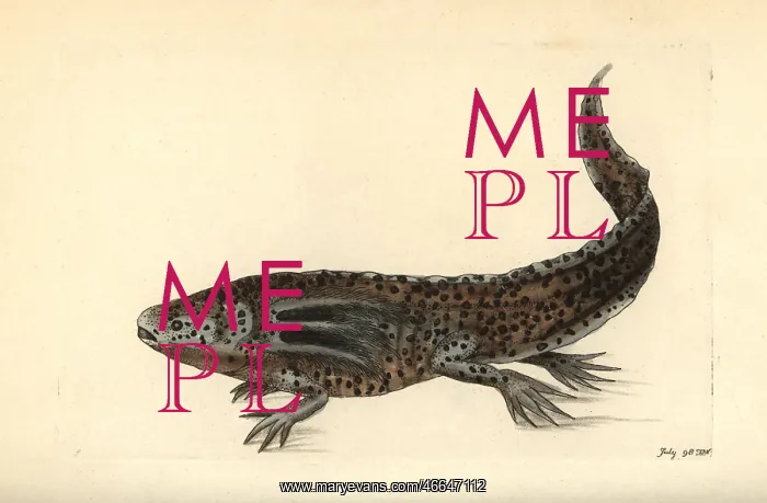 : Mole salamander or wooper looper, Ambystoma : Mole salamander or wooper looper, Ambystoma