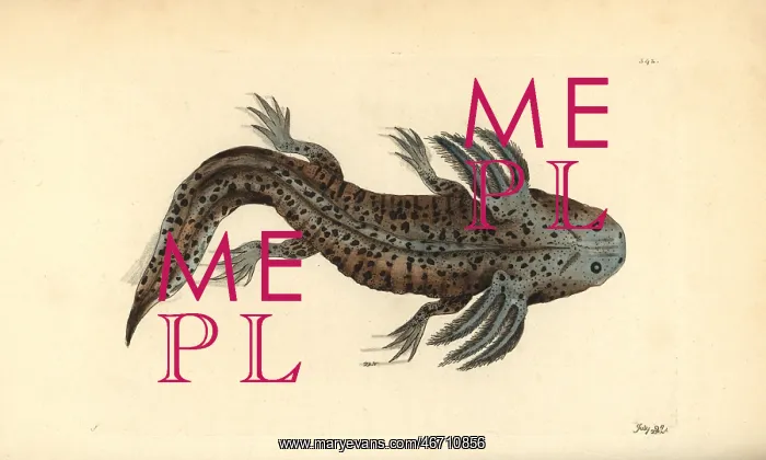 : Mole salamander or wooper looper, Ambystoma : Mole salamander or wooper looper, Ambystoma