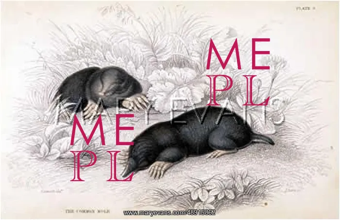  : MOLES COMMON 1835