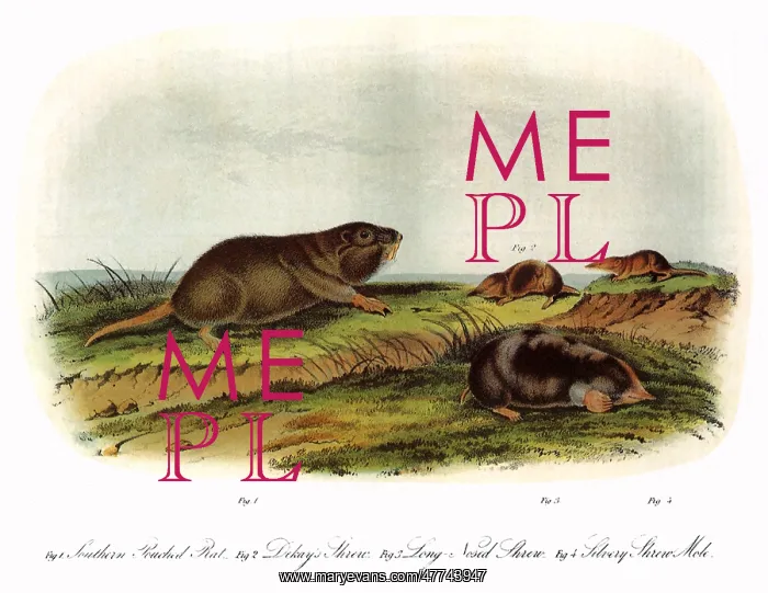  : Moles, Rodents, Shrews
