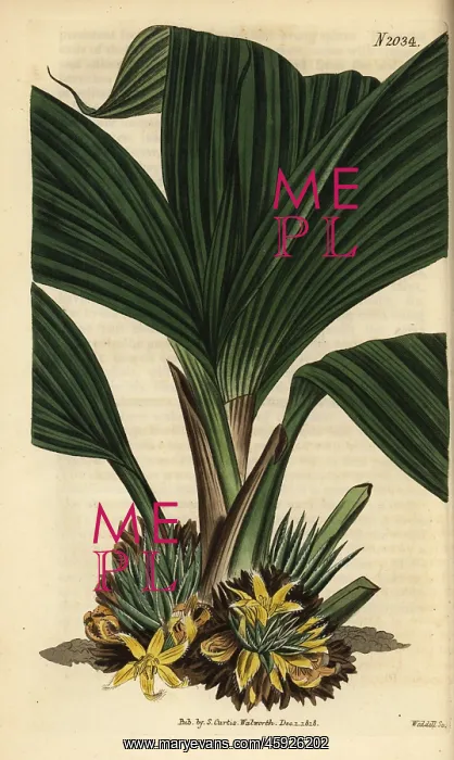 : Molineria latifolia : Molineria latifolia