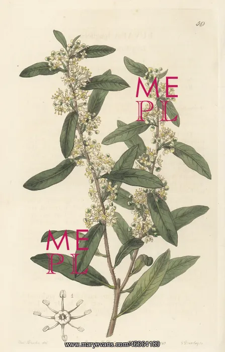 : Molle rastrero, Schinus longifolius : Molle rastrero, Schinus longifolius
