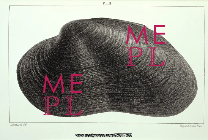 : Mollusc. Plate 2 by J Drouet from his Etudes sur les naiades de la France, Vol. 2, 1857 : Mollusc. Plate 2 by J Drouet from his Etudes sur les naiades de la France, Vol. 2, 1857