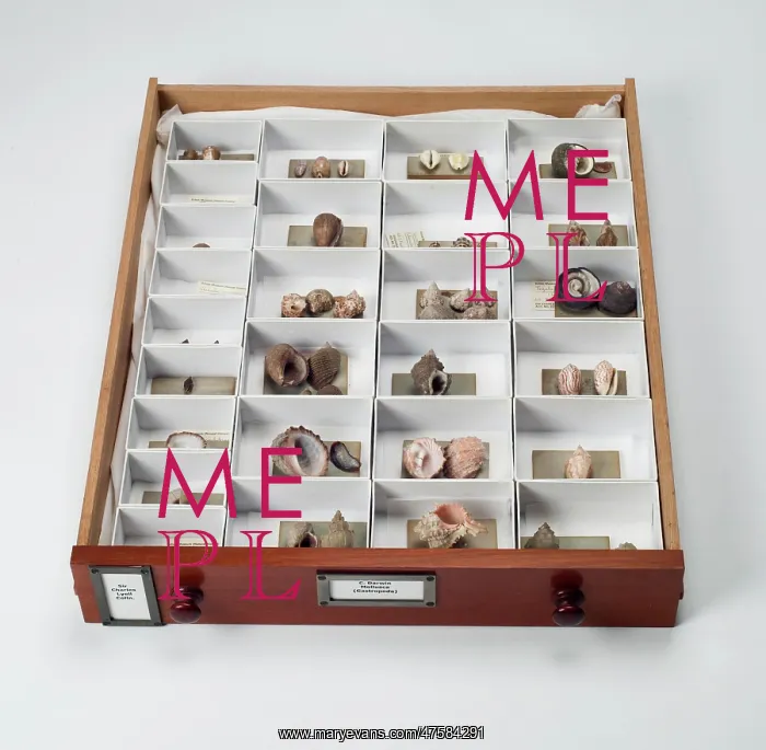  : Mollusc specimen drawer