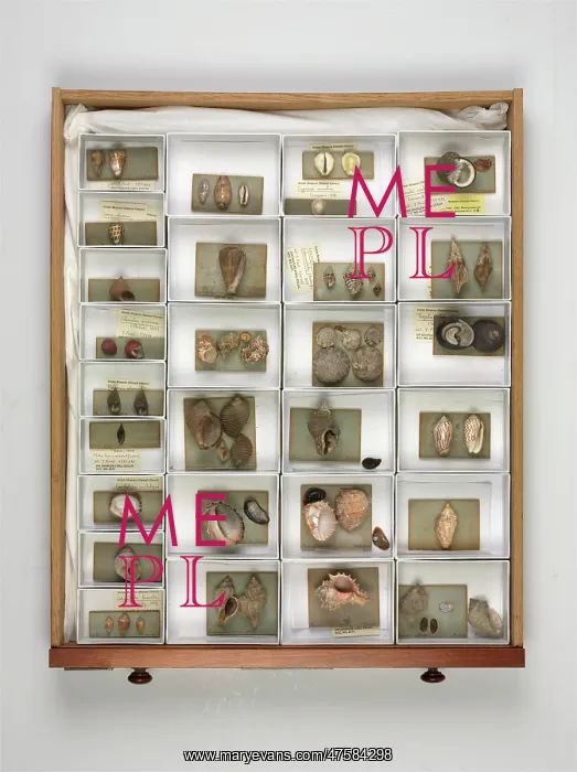 : Mollusc specimen drawer : Mollusc specimen drawer