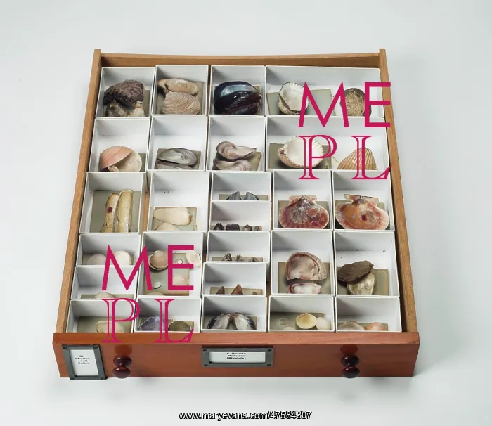 : Mollusc specimen drawer : Mollusc specimen drawer