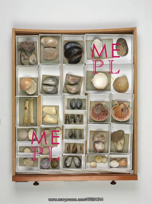 : Mollusc specimen drawer : Mollusc specimen drawer