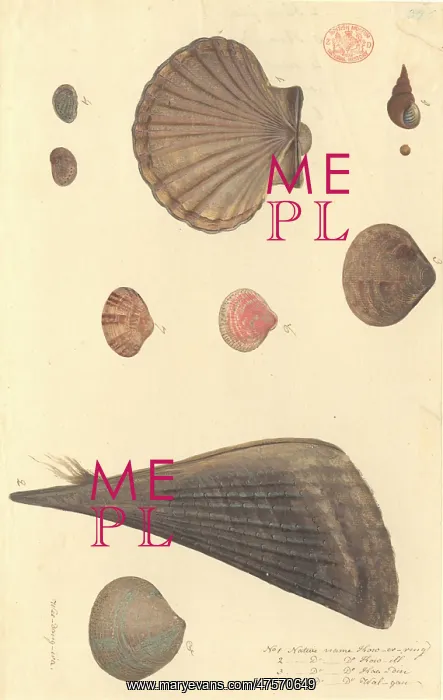: Nine molluscs, including bivalves and gastropods : Nine molluscs, including bivalves and gastropods