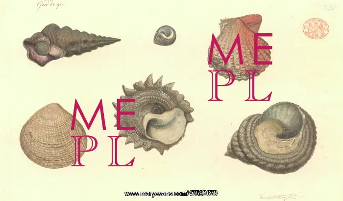 : Six molluscs including four gastropods and two bivalves : Six molluscs including four gastropods and two bivalves