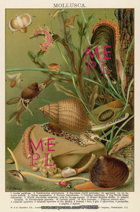 : MOLLUSCS / SEALIFE : MOLLUSCS / SEALIFE