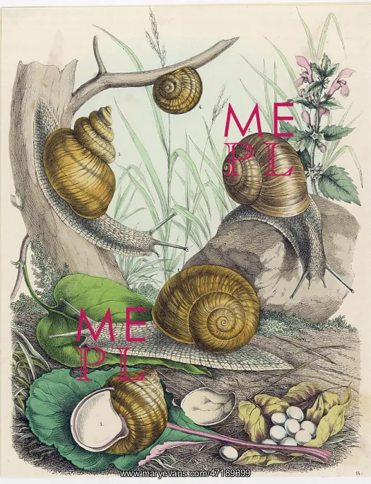  : MOLLUSCS / SNAILS