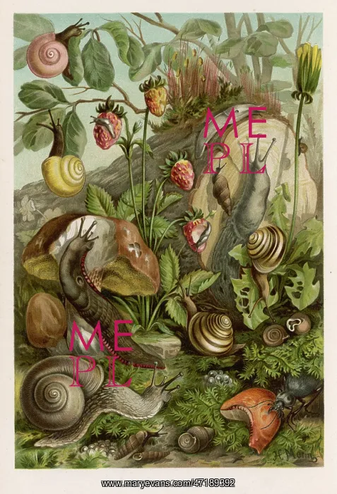 : MOLLUSCS / SNAILS / FOLIAGE : MOLLUSCS / SNAILS / FOLIAGE