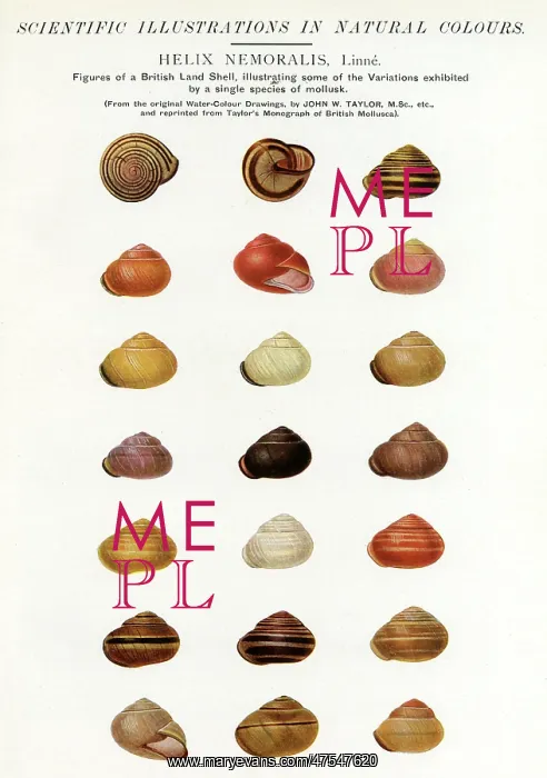 : Mollusk Shell Variations : Mollusk Shell Variations