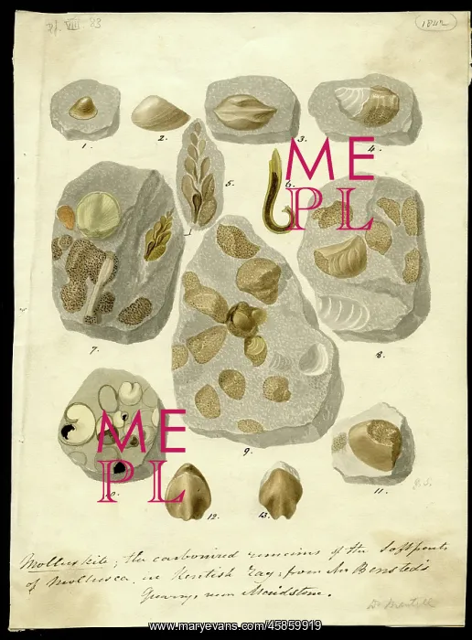 : Molluskite (fossilised molluscs) : Molluskite (fossilised molluscs)