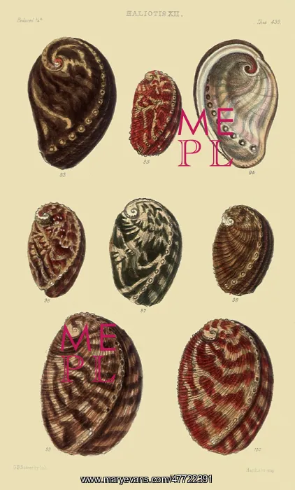 : Eight Mollusks : Eight Mollusks