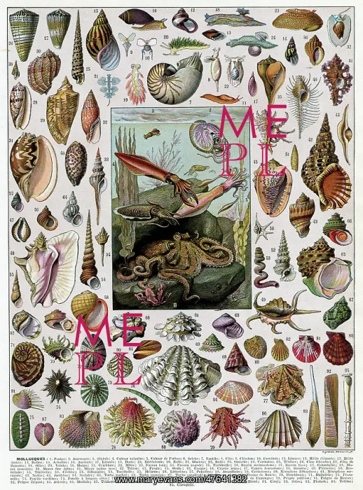 : Mollusques - molluscs (shells) : Mollusques - molluscs (shells)