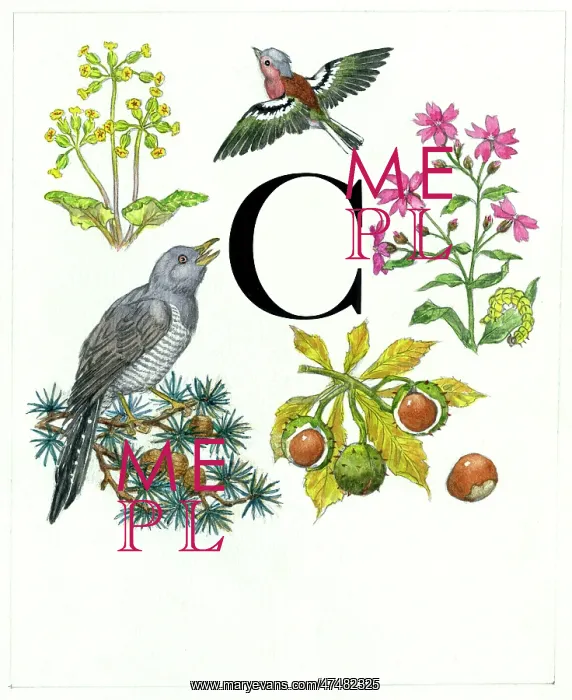  : Molly Brett - An Alphabet