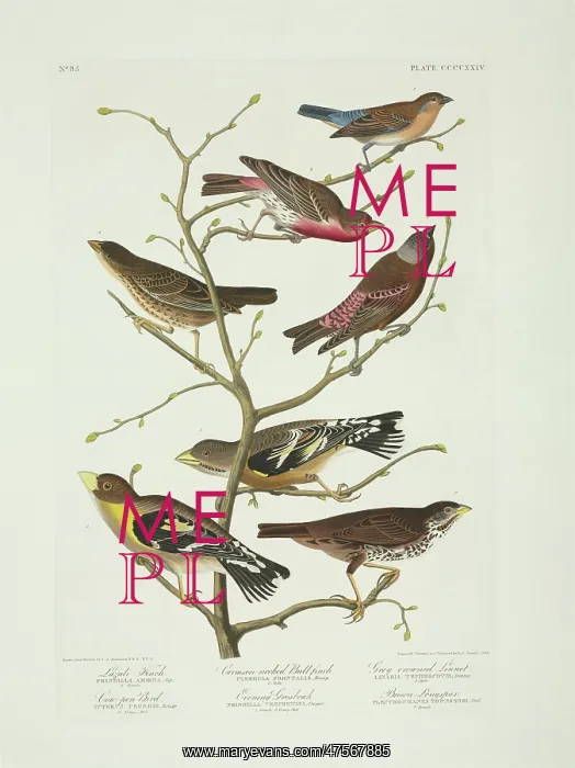 : Molothrus ater, Passerella iliaca, Carpodacus mexicanus, Pas : Molothrus ater, Passerella iliaca, Carpodacus mexicanus, Pas