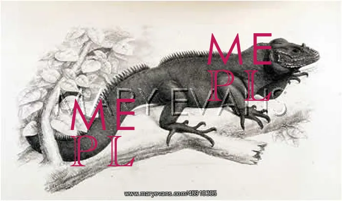 : MONA ISLAND RHINO.IGUANA : MONA ISLAND RHINO.IGUANA