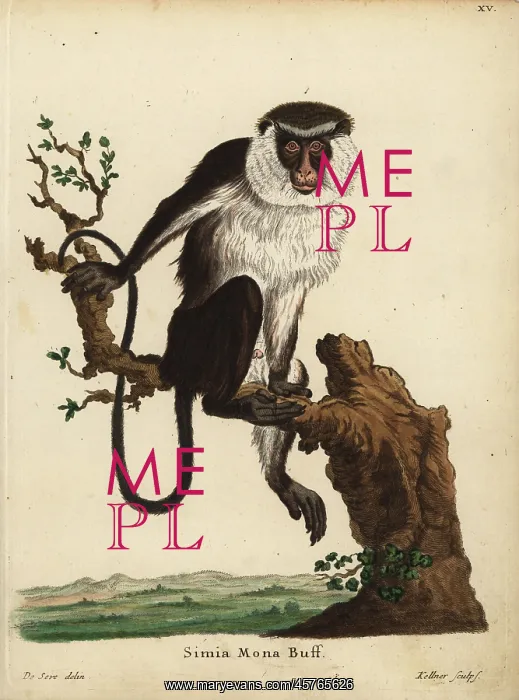 : Mona monkey, Cercopithecus mona : Mona monkey, Cercopithecus mona