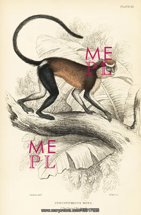 : Mona monkey, Cercopithecus mona : Mona monkey, Cercopithecus mona
