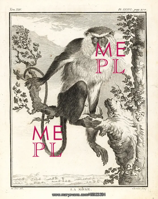 : Mona monkey, Cercopithecus mona : Mona monkey, Cercopithecus mona