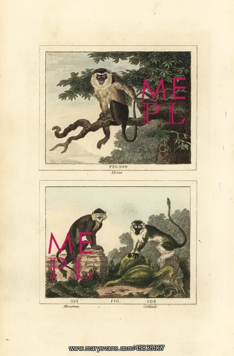 : Mona, moustached guenon and grivet : Mona, moustached guenon and grivet