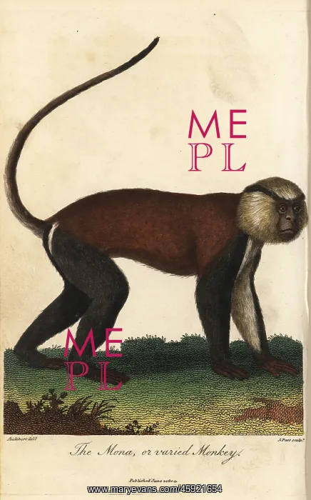 : Mona or varied monkey, Cercopithecus mona : Mona or varied monkey, Cercopithecus mona