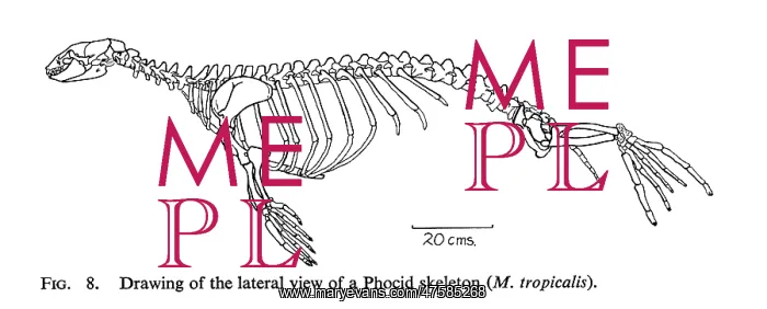 : Monachus tropicalis, Caribbean monk seal : Monachus tropicalis, Caribbean monk seal