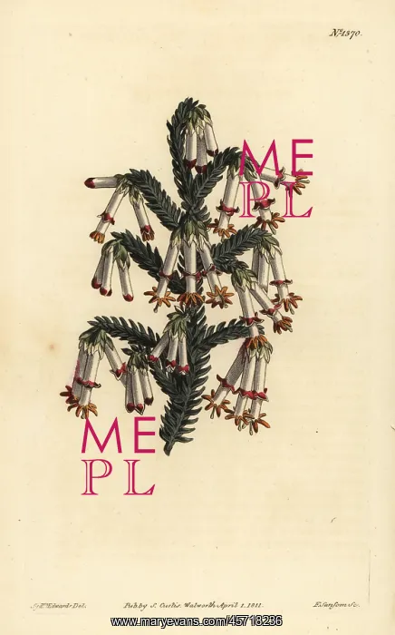 : Monadelphous heath, Erica monadelpha : Monadelphous heath, Erica monadelpha