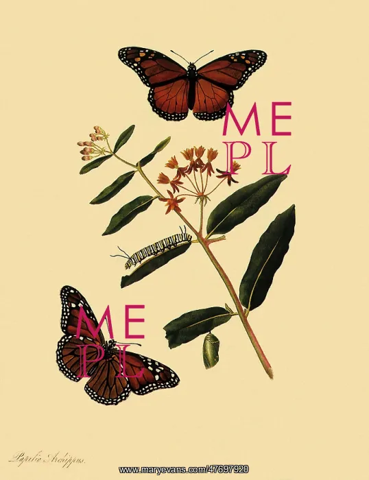 : Monarch Butterflies : Monarch Butterflies
