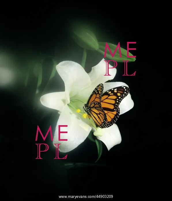  : MONARCH BUTTERFLY Danaus plexippus FEEDING ON