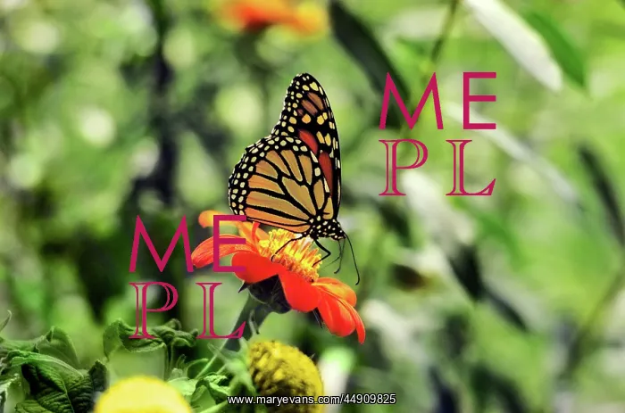 : Monarch Butterfly (Danaus Plexippus) on a Tithonia Bloom : Monarch Butterfly (Danaus Plexippus) on a Tithonia Bloom