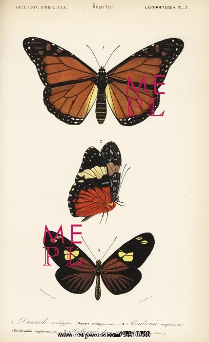 : Monarch, red cracker and doris longwing butterflies : Monarch, red cracker and doris longwing butterflies