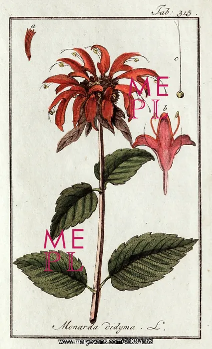 : Monarda didyma L : Monarda didyma L