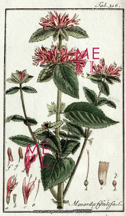 : Monarda fistulosa L : Monarda fistulosa L