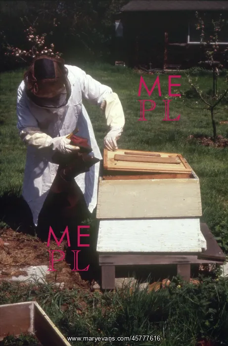 : Monastic life - beekeeping nun : Monastic life - beekeeping nun