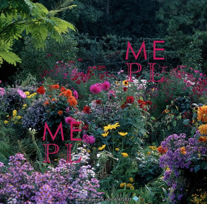: Monets Garden at Giverny with flower border : Monets Garden at Giverny with flower border
