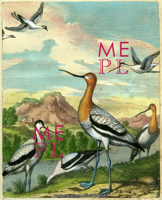  : Monette - Avocet