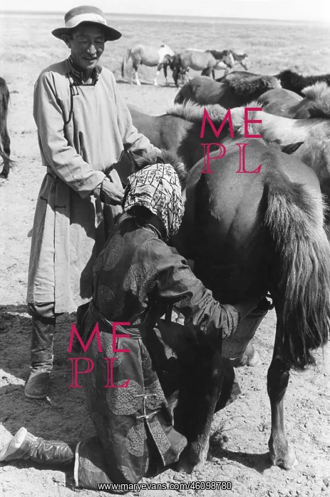 : Mongol herdsman, Gobi desert, Mongolia : Mongol herdsman, Gobi desert, Mongolia
