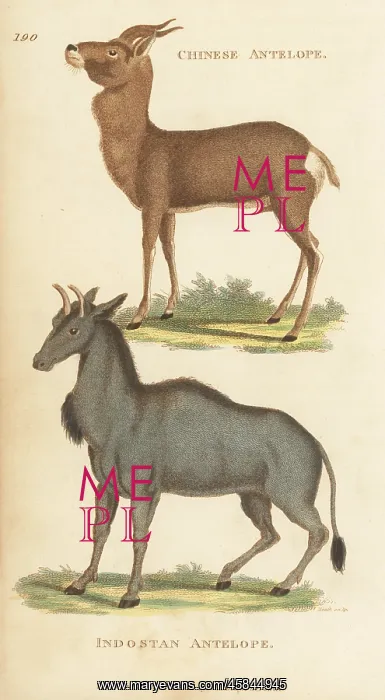 : Mongolian gazelle and nilgai : Mongolian gazelle and nilgai