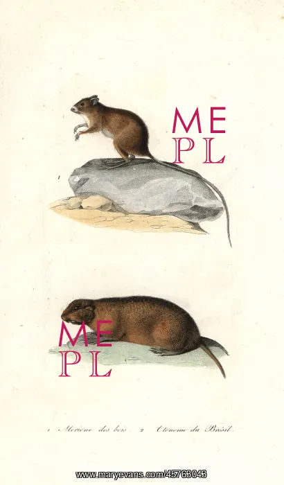 : Mongolian gerbil and Brazilian tuco-tuco : Mongolian gerbil and Brazilian tuco-tuco