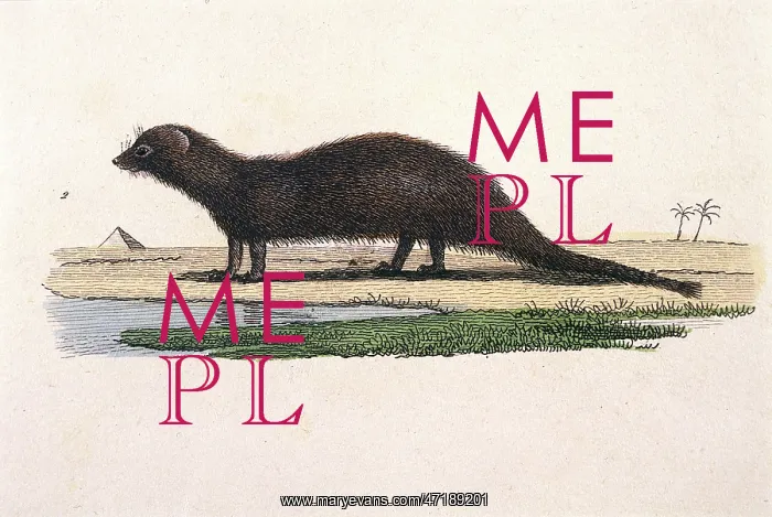 : MONGOOSE. A mongoose