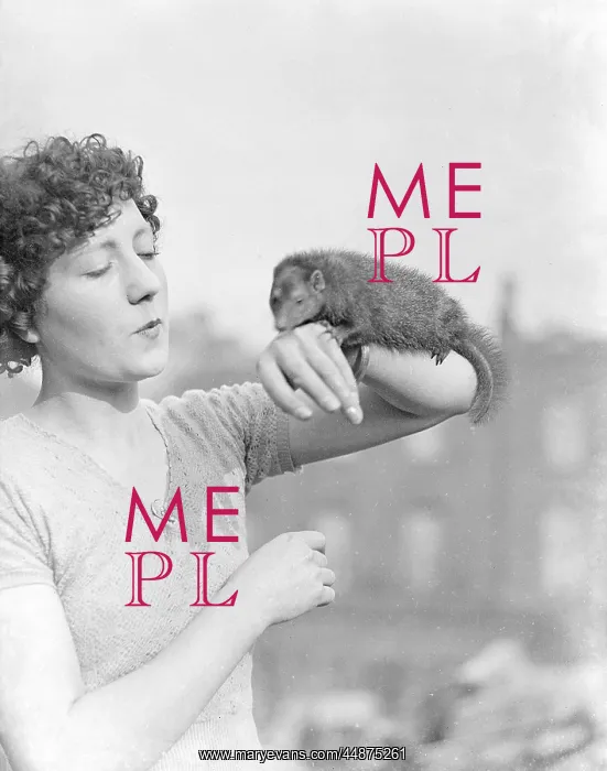  : A MONGOOSE ON THE ARM